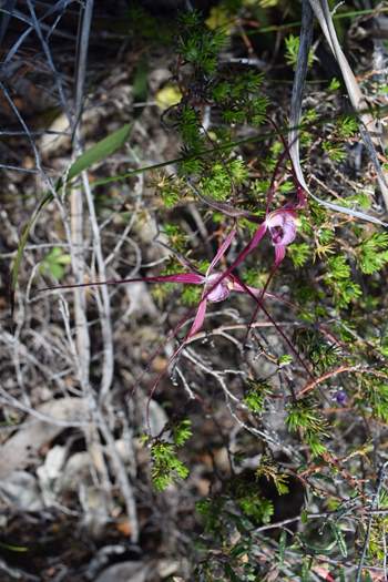 Caladenia erythronema Red spider orchid-0001.JPG